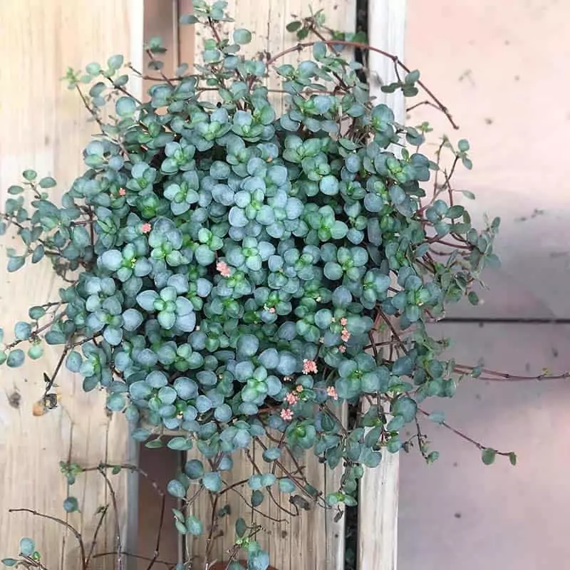 Pilea Aquamarine