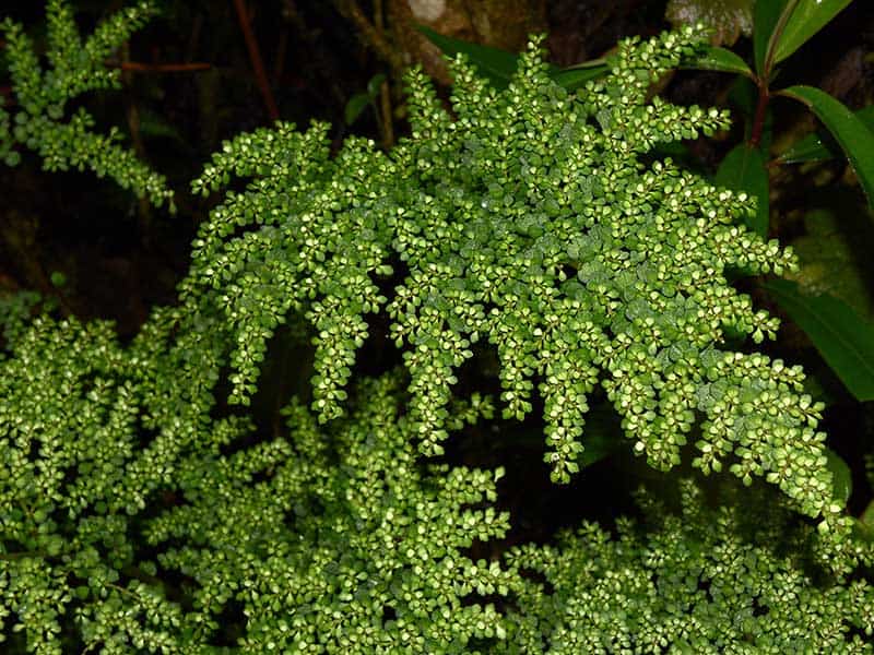 Pilea Myriophylla