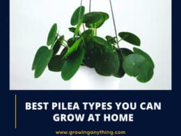 Pilea Types