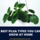 Pilea Types