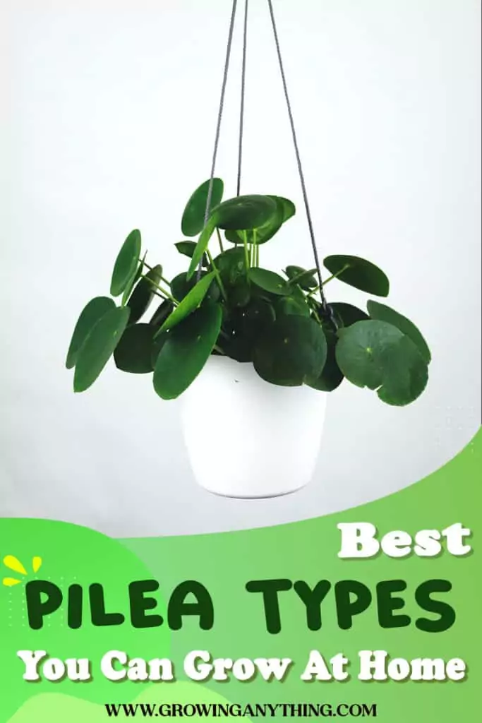 Pilea Types