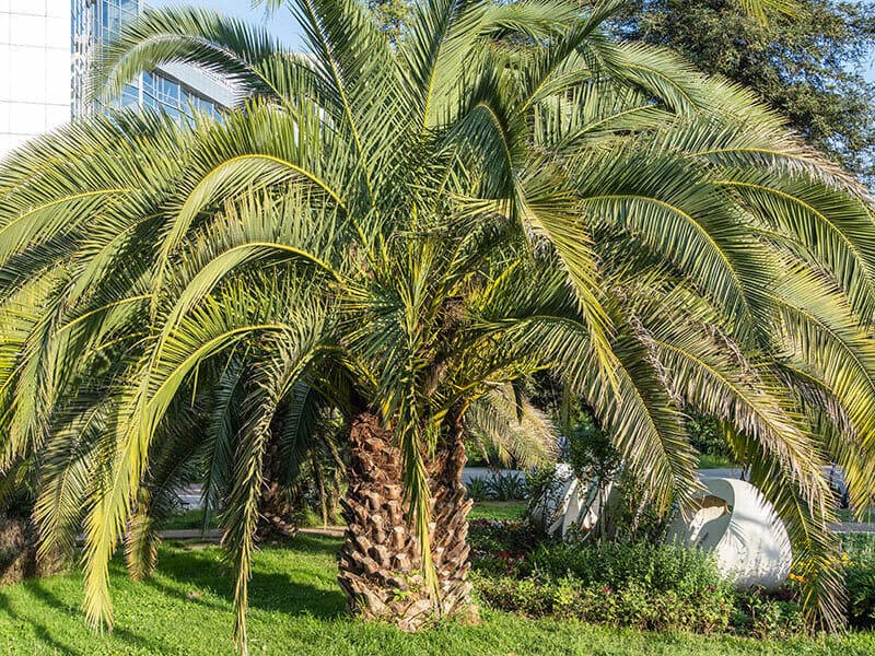 Pindo Palm