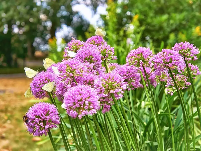 Pink Agapanthus