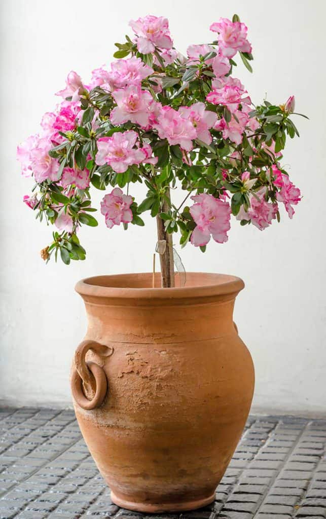 Pink Azalea Big Clay Vase