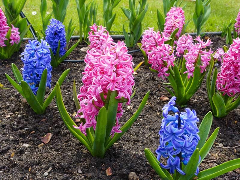 Pink Blue Hyacinths Flowering