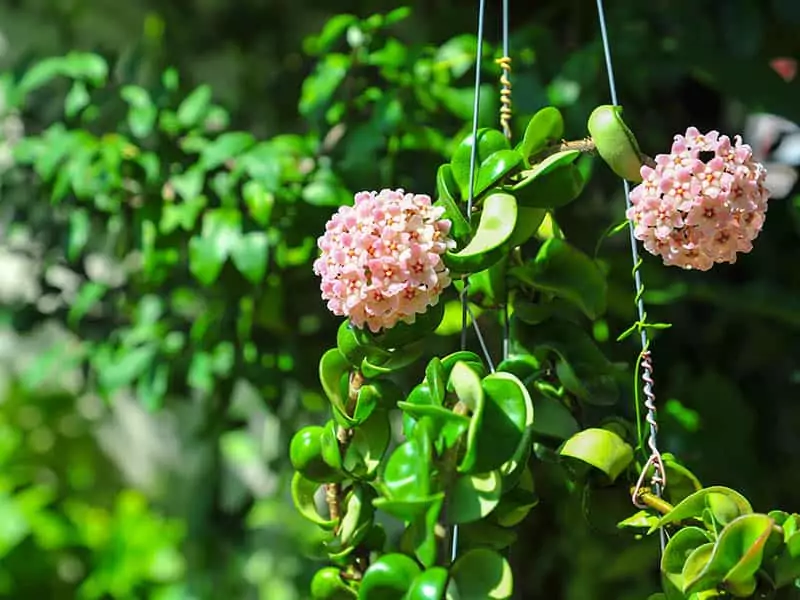 Pink Hoya Flower