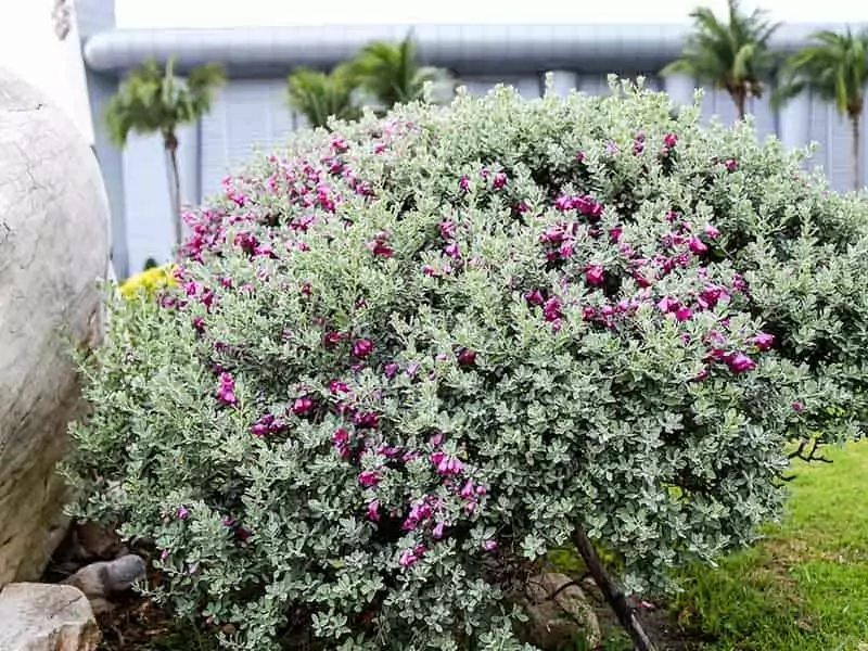 Pink Leucophyllum Frutescens