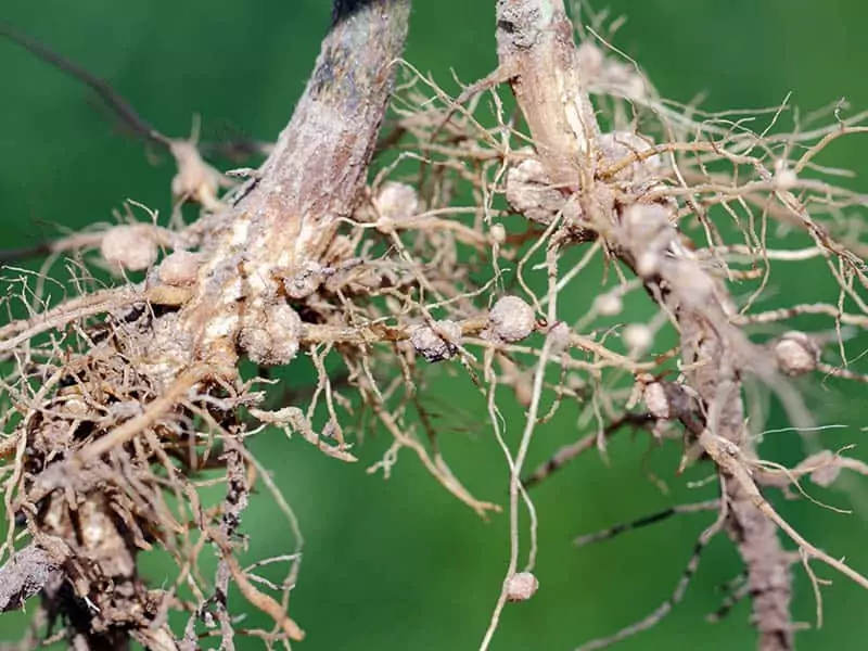 Plant Parasitic Nematodes