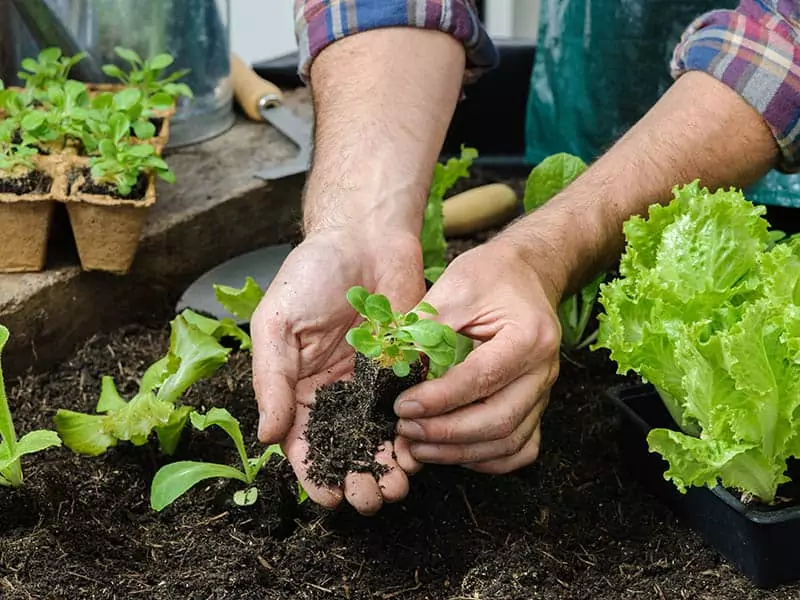 Planting Lettuce