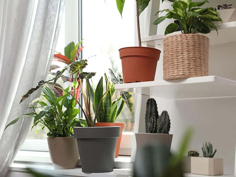 Plants Near Window