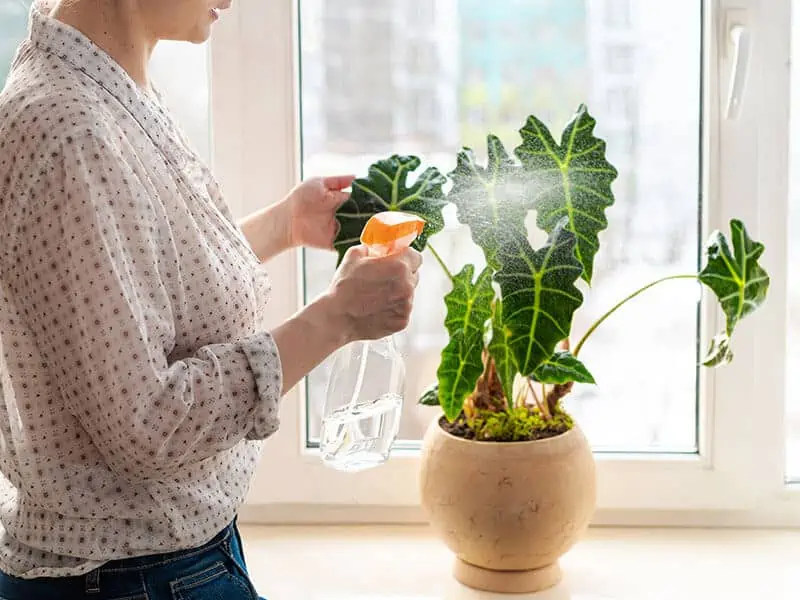 Plants Windowsill