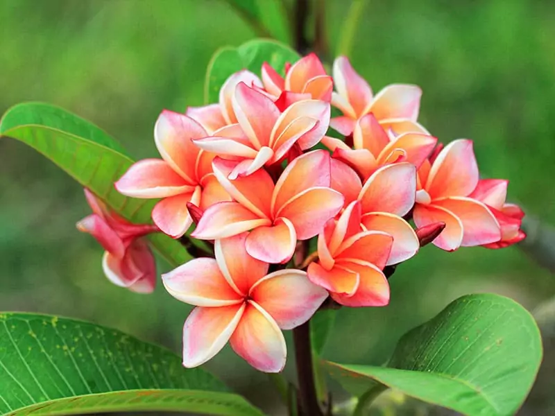 Plumeria On Leaves Background