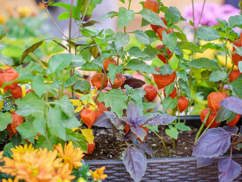 Potted Ripe Physalis