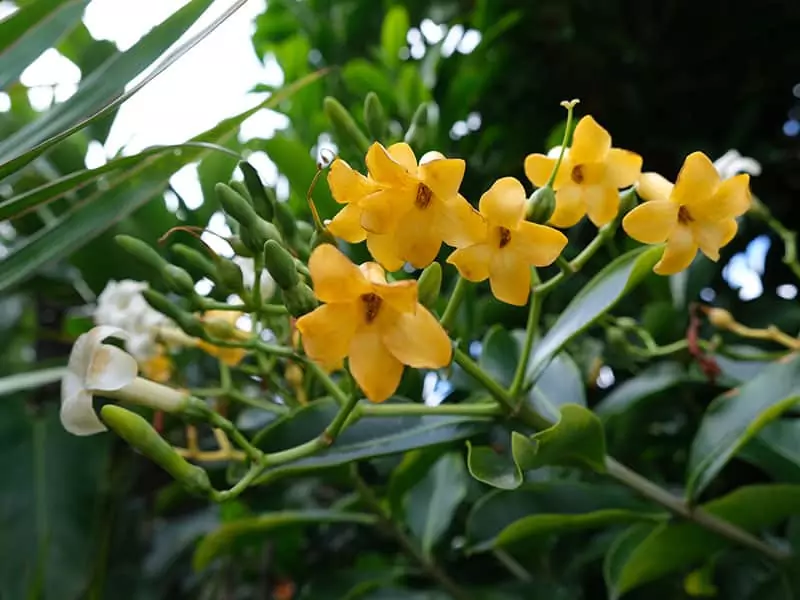 Puakenikeni Flowers