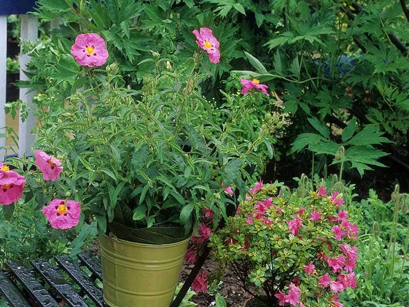 Purple Cistus Pot