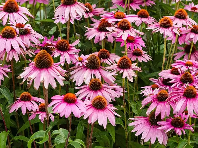 Purple Coneflower