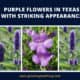 Purple Flowers In Texas