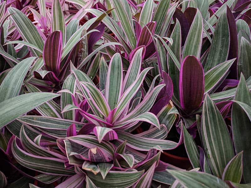 Purple Green Leaves