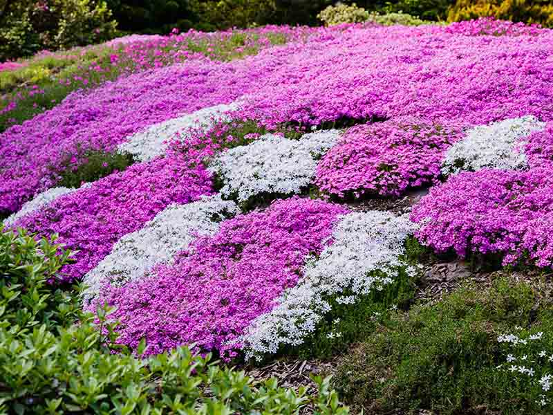 Purple Pink White Phlox Subulate