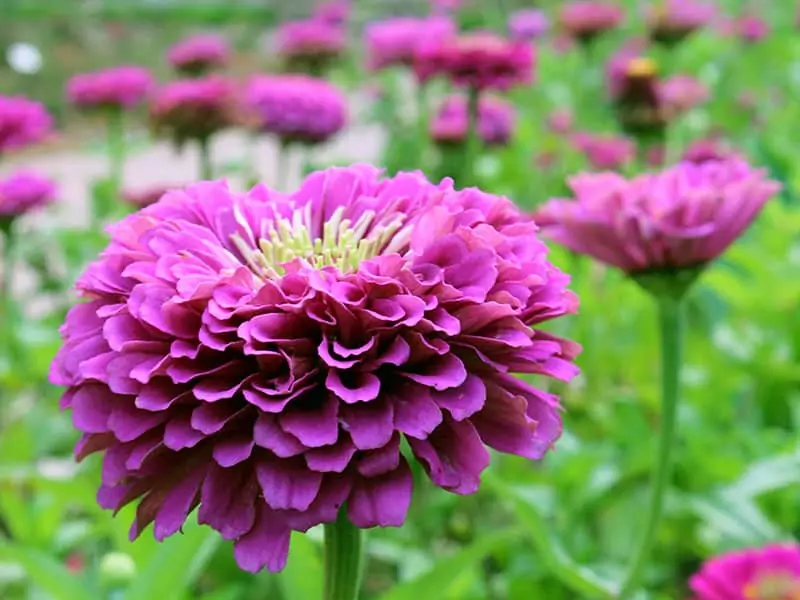 Purple Pink Zinnia