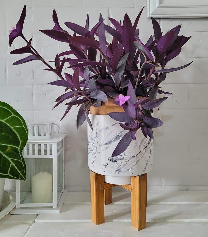 Purple Plant Tradescantia