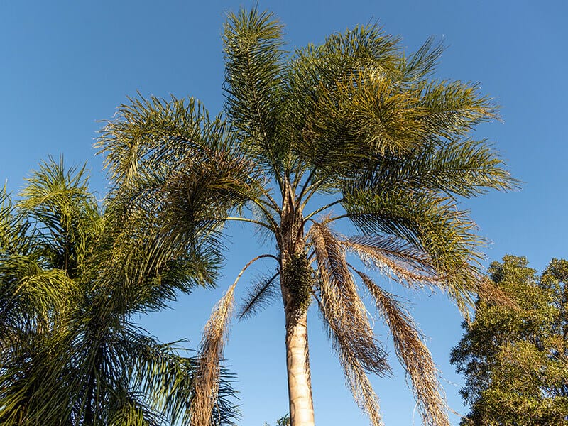 Queen Palm