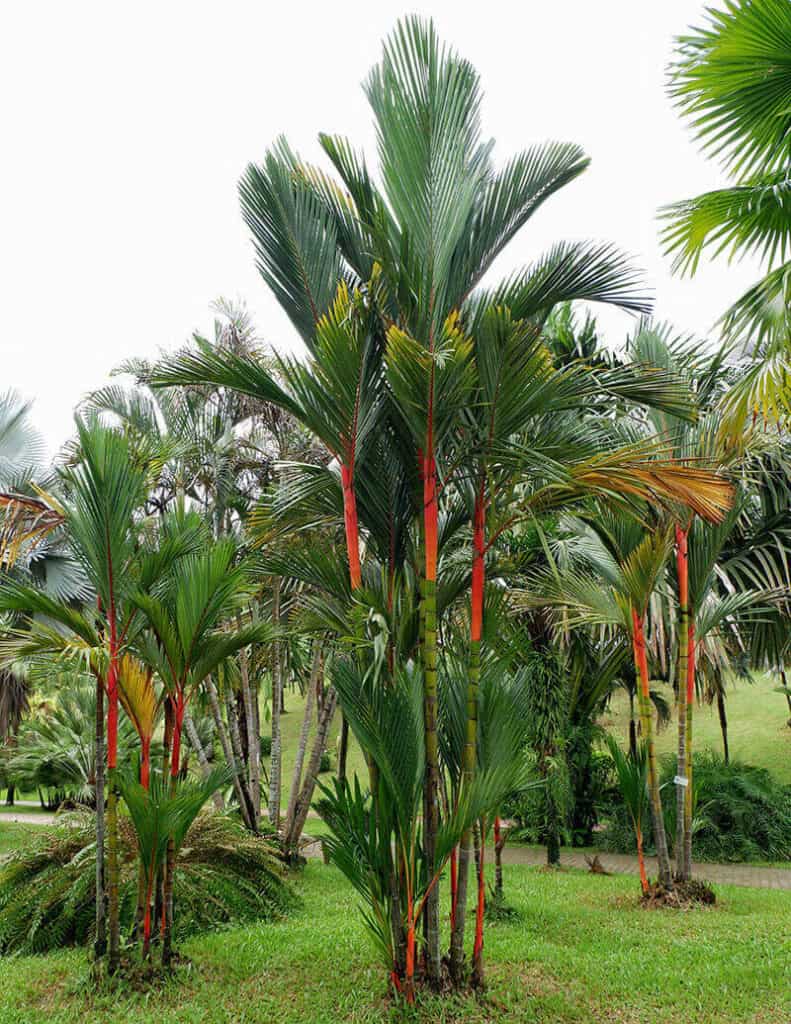 Red Sealing Wax Palm