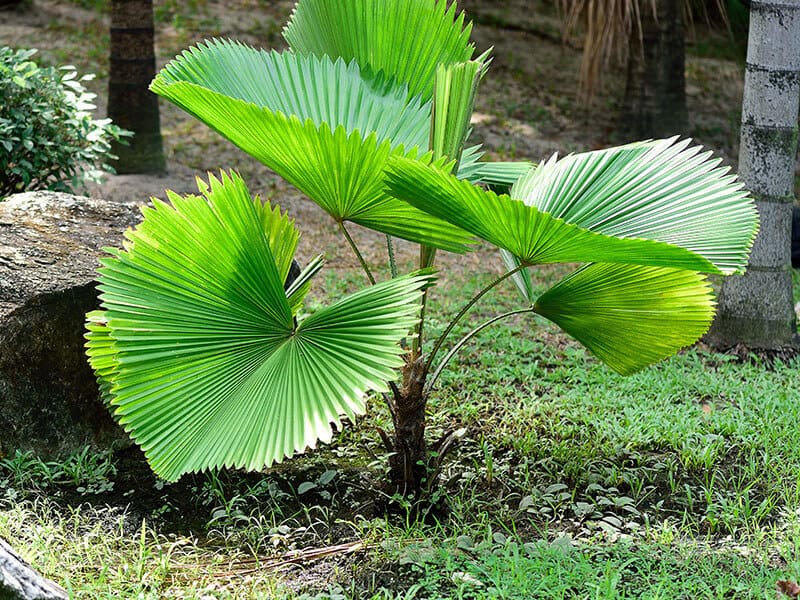 Ruffled Fan Palm