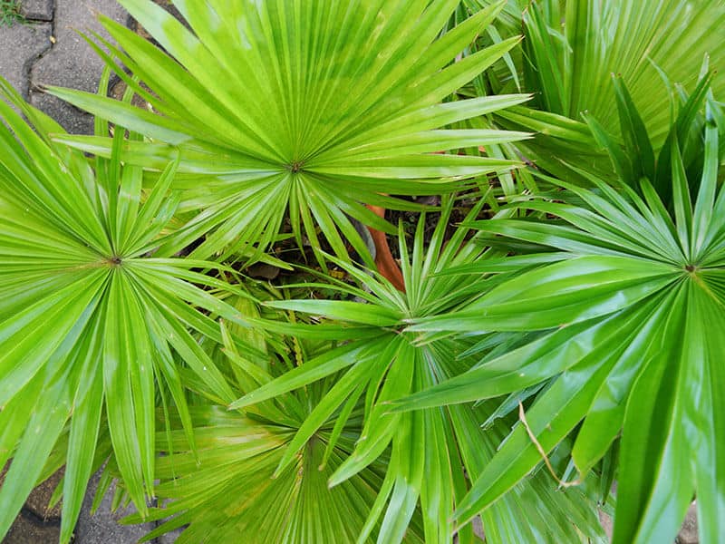 Saw Palmetto Palm