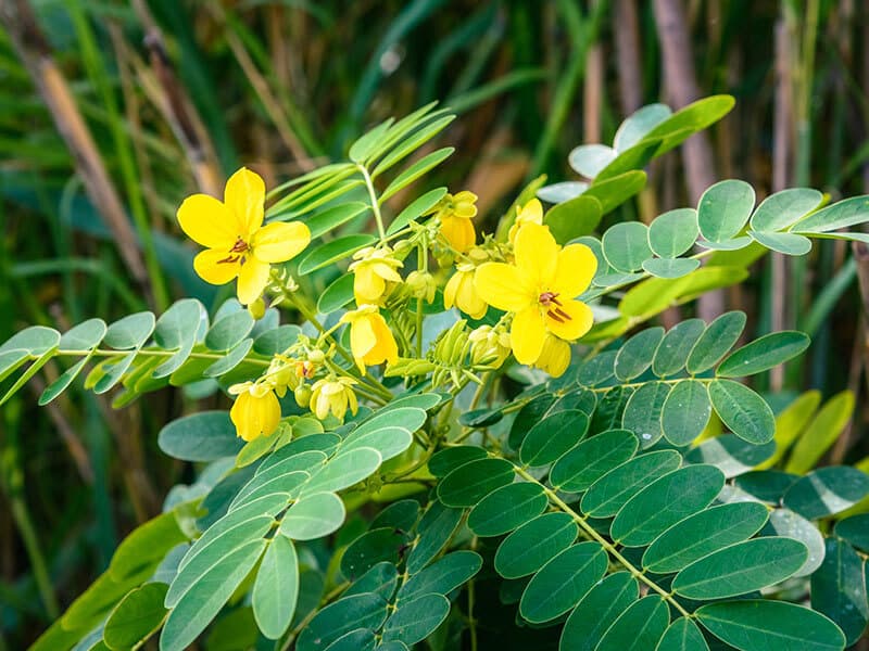 Senna Plant