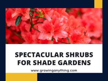 Shrubs For Shade