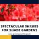 Shrubs For Shade