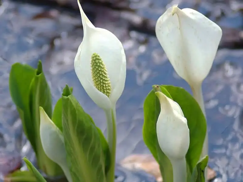 Skunk Cabbage