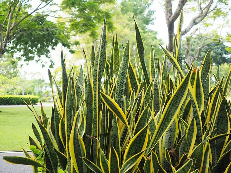 Snake Plant Park