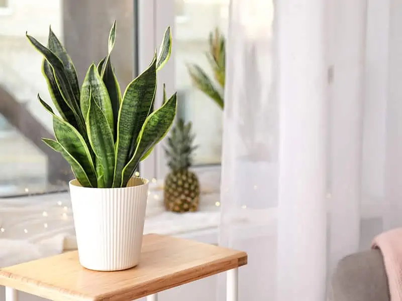 Snake Plant