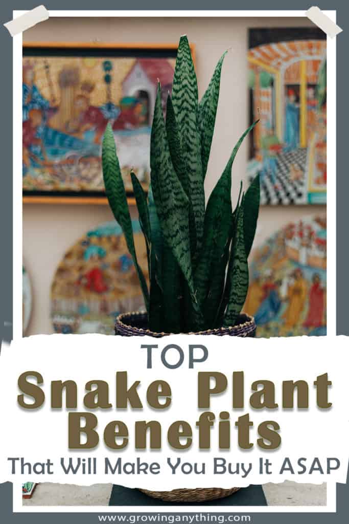 Snake Plants