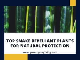 Snake Repellant Plants