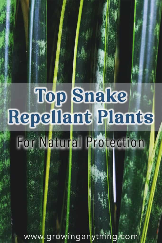 Snake Repellant Plants