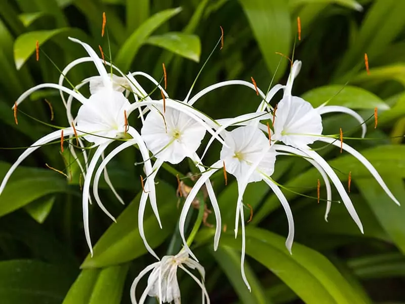 Spider Lily