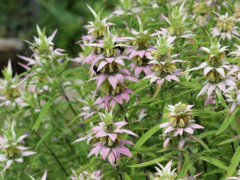 Spotted Beebalm