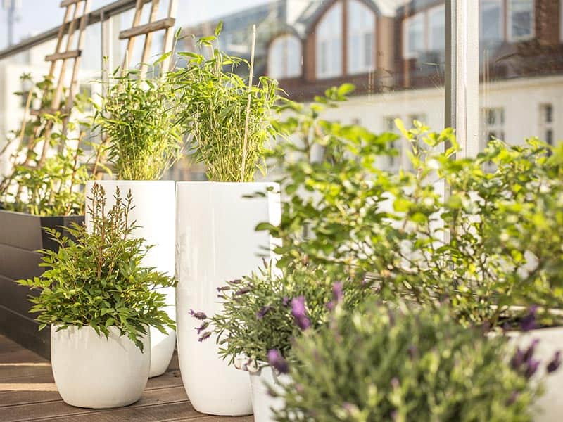 Spring Balcony Plants