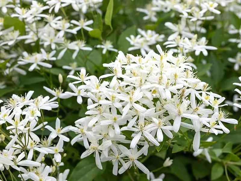 Sweet Autumn Clematis