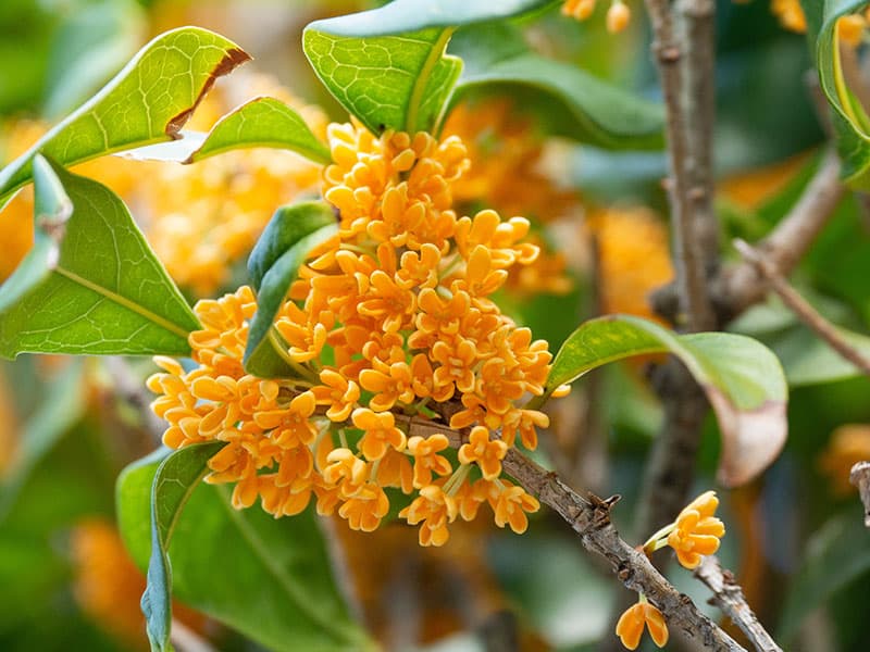 Sweet Osmanthus