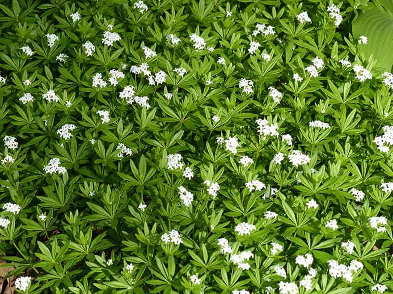 Sweet Woodruff