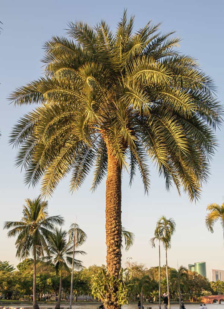 Sylvester Palm