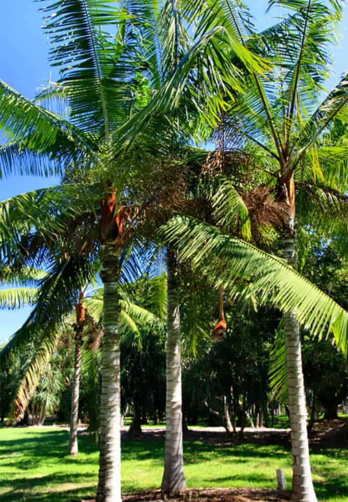 Teddy Bear Palm