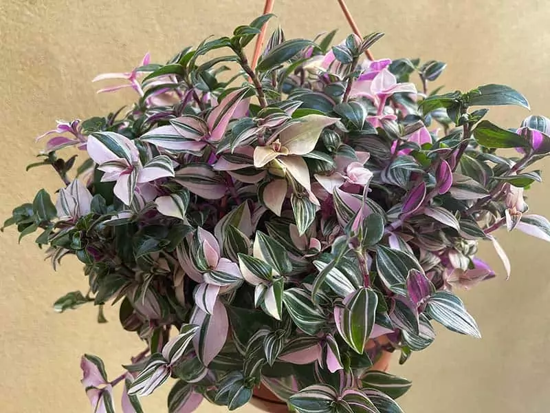 Tradescantia Albiflora Plant