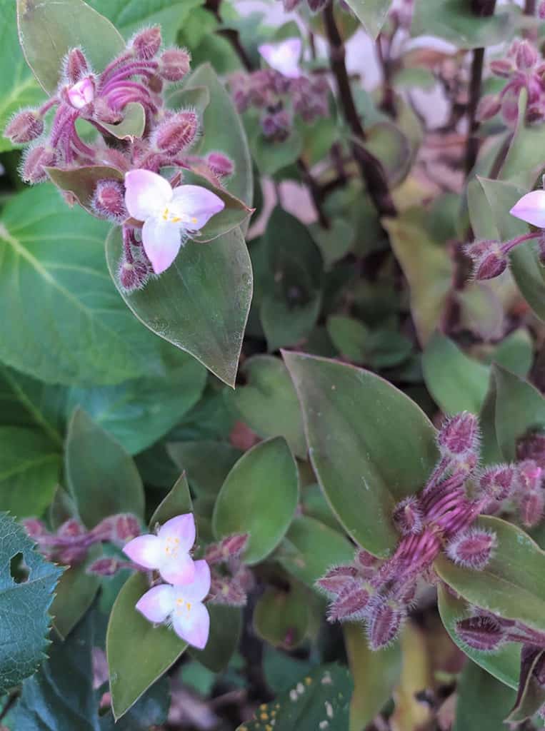 Tradescantia Blossfeldiana Plant