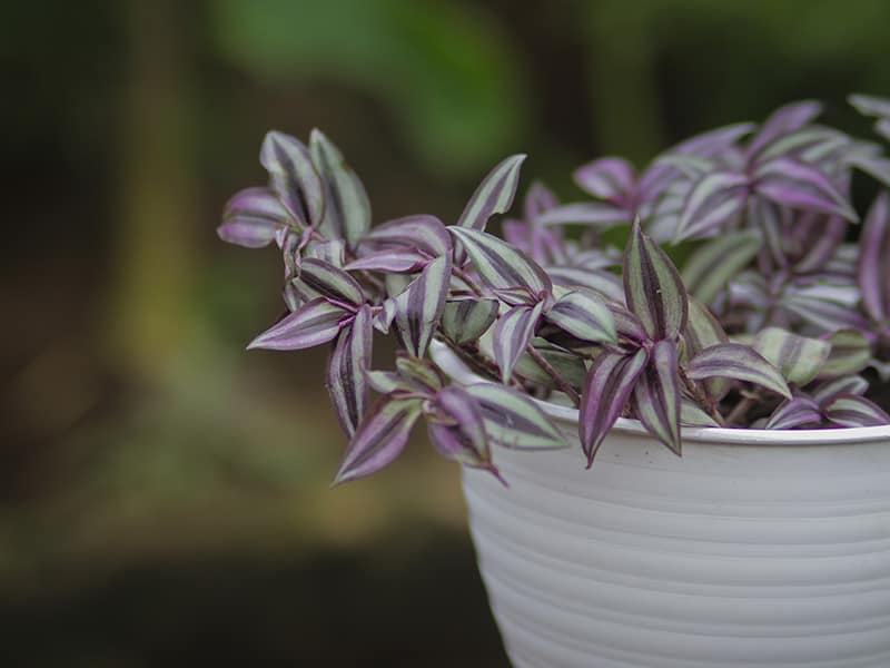 Tradescantia Zebrina Grows