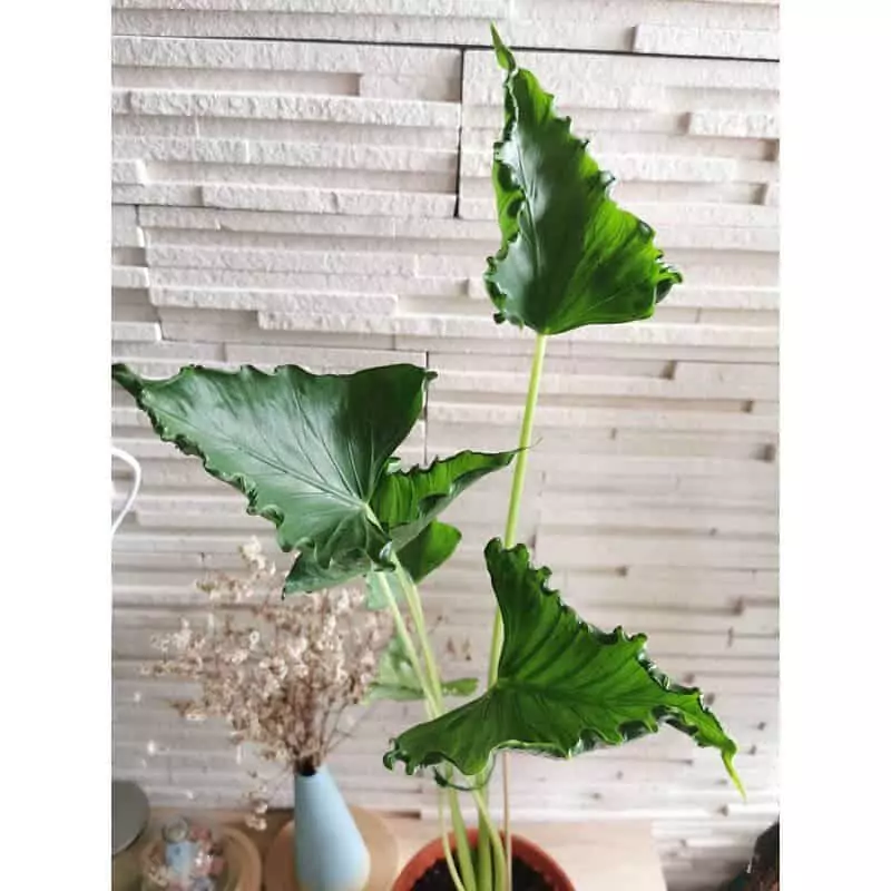 Triangular Alocasia